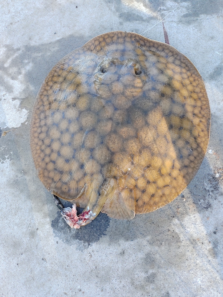 Giant Freshwater Stingray