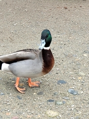 Anas platyrhynchos × acuta