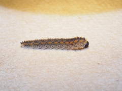 Lagium atroviolaceum