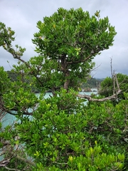 Planchonella costata