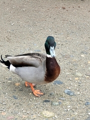 Anas platyrhynchos × acuta