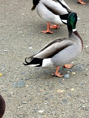 Anas platyrhynchos × acuta