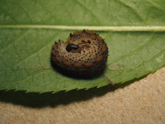 Lagium atroviolaceum