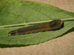 Lagium atroviolaceum