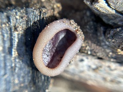 Daleomyces