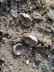 Daleomyces