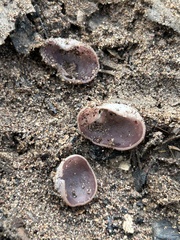 Daleomyces