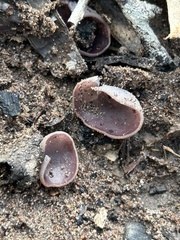 Daleomyces