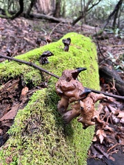 Gyromitra infula