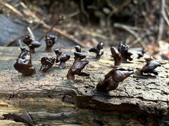 Gyromitra infula