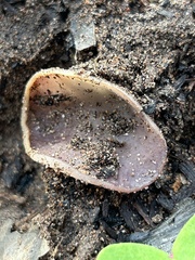 Daleomyces