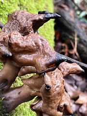 Gyromitra infula