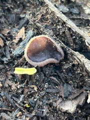 Daleomyces