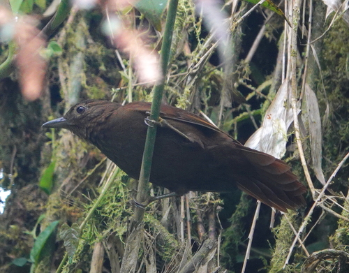 Uniform Treehunter (Thripadectes ignobilis), photo 9