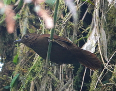 Thripadectes ignobilis