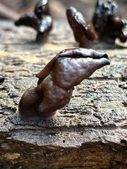 Gyromitra infula