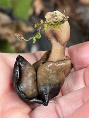 Gyromitra infula