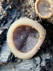 Daleomyces