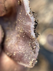 Daleomyces