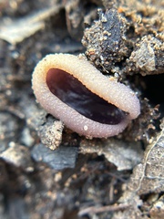Daleomyces