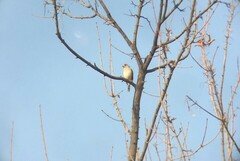 Eophona migratoria