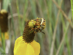 Typocerus velutinus