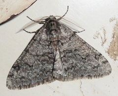 Phigalia denticulata