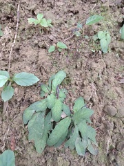 Staurogyne concinnula