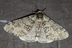 Phigalia denticulata