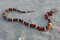Lampropeltis elapsoides