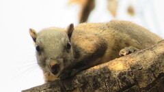 Callosciurus caniceps