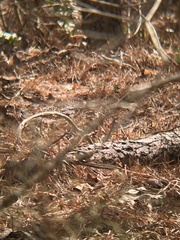 Setophaga coronata