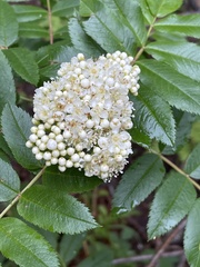 Sorbus scopulina