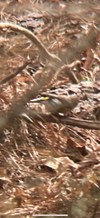 Setophaga coronata