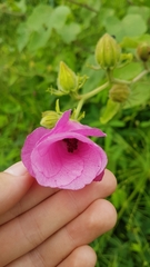 Hibiscus furcellatus