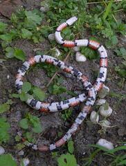 Lampropeltis elapsoides
