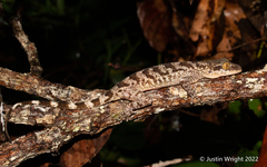 Cyrtodactylus