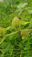 Hibiscus furcellatus
