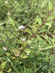 Spermacoce filifolia