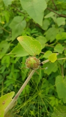 Hibiscus furcellatus