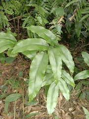 Diplazium donianum