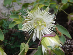 Passiflora tucumanensis