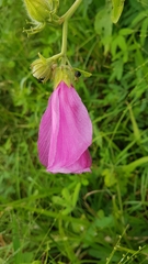 Hibiscus furcellatus