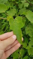 Hibiscus furcellatus