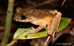Leptobrachella arayai