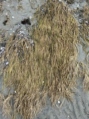 Zostera japonica