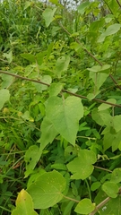 Hibiscus furcellatus