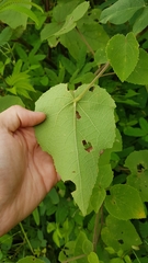 Hibiscus furcellatus