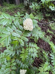 Sorbus scopulina