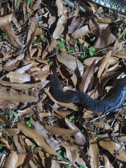 Lampropeltis holbrooki
